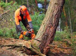 Best Tree Disease Treatment  in Rocky Mount, VA