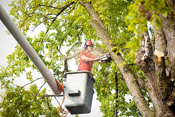 Rocky Mount, VA Tree Care Company